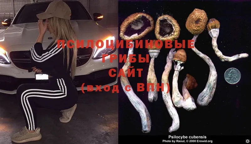 где найти   blacksprut ССЫЛКА  Псилоцибиновые грибы MAGIC MUSHROOMS  Ардон 